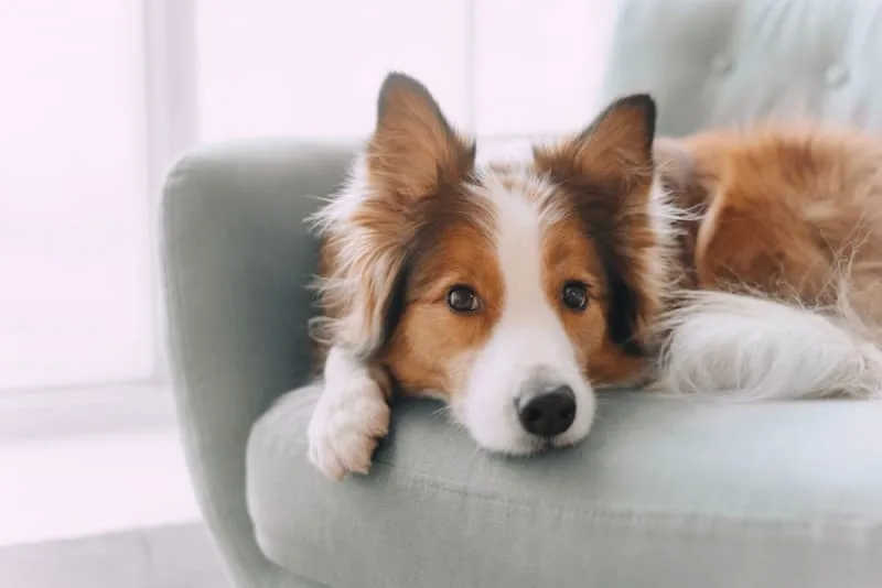 Getting Your Dog Fixed: When & What To Know