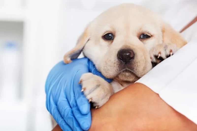 Puppy’s First Vet Visit: Checklist & What to Expect