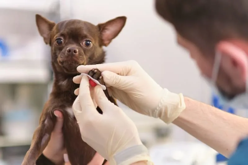 ECG for Pets: When it's Needed?