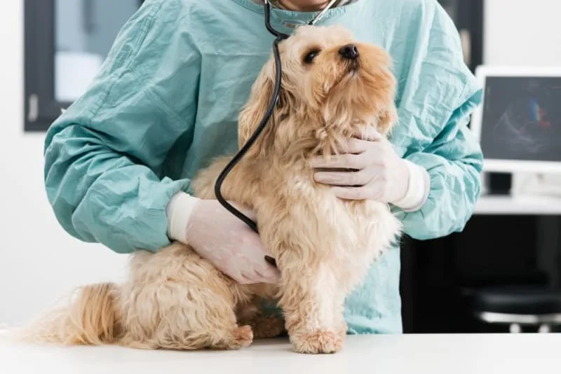 Why Is My Dog Constipated & What Do I Do?