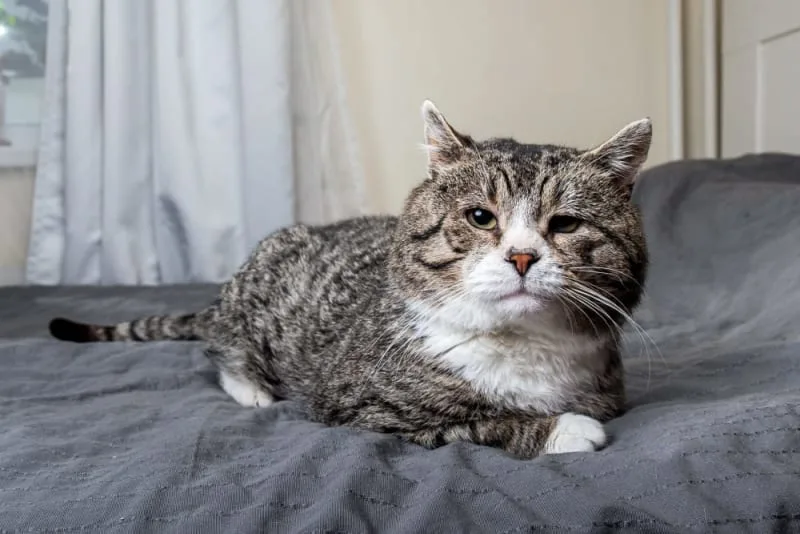 Old Cats – Caring for Senior Cats