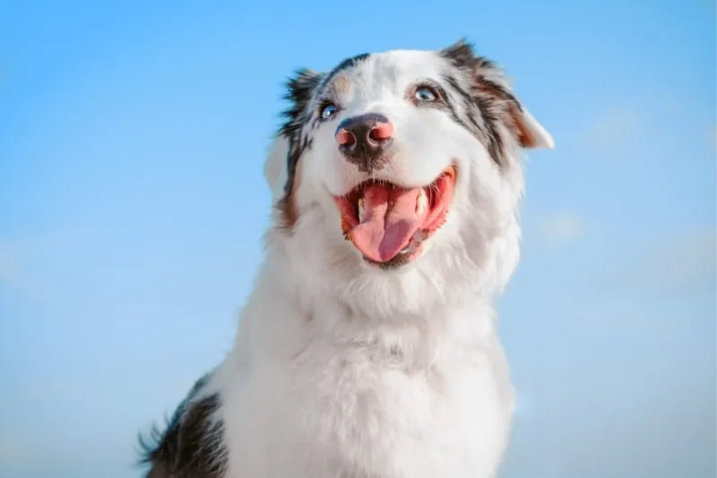 Broken Jaws in Dogs: Causes & Treatments