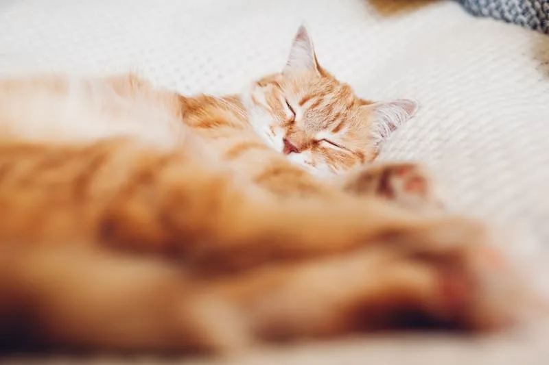 Treatment Options For Hyperthyroidism In Cats