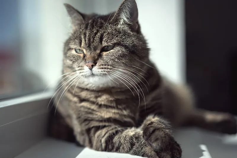 Caring For Your Senior Cat