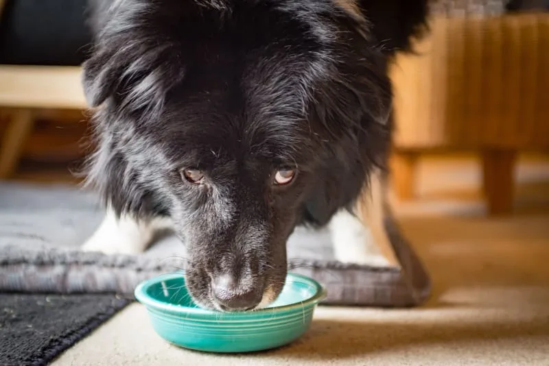 What Is The Best Food For My Senior Dog