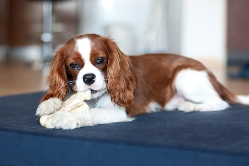 Do Dental Chews For Dogs Really Work?