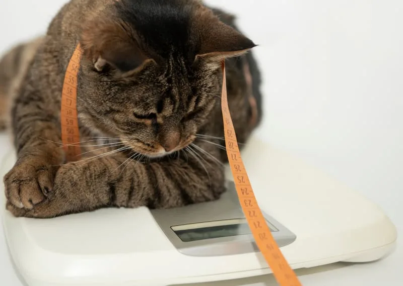Is Your Cat Overweight? Signs, Symptoms & What to Do