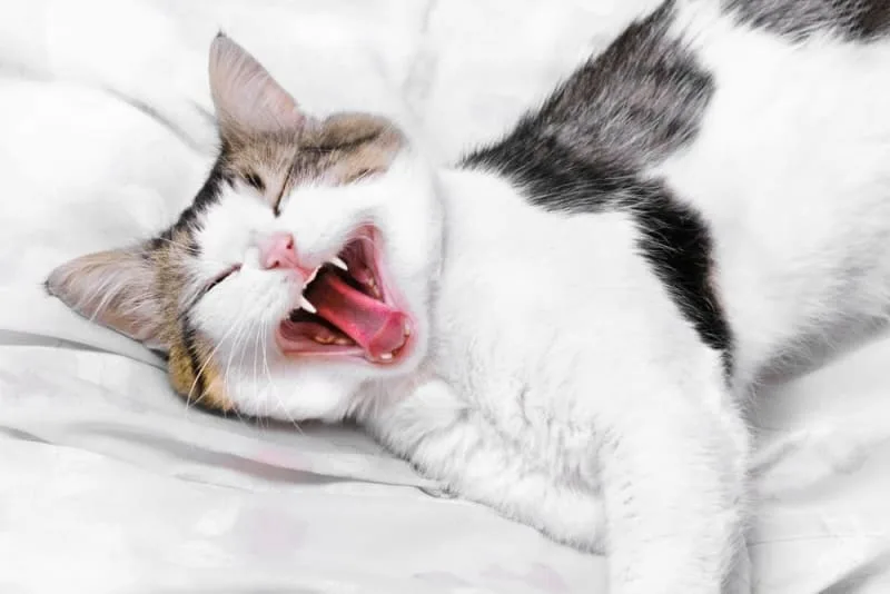 Common Dental Problems in Cats