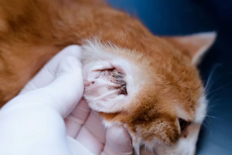 Ear Mites in Cats: Causes, Treatment & Prevention