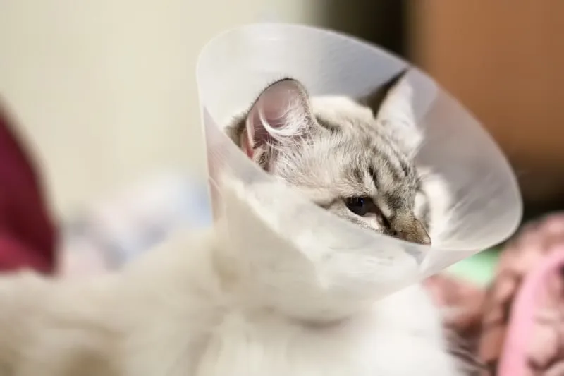 Helping Your Cat Recover Form Surgery