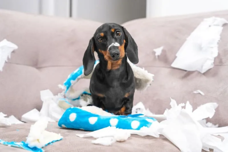 Dog Chewing Problems: Why They Chew & How To Stop Them