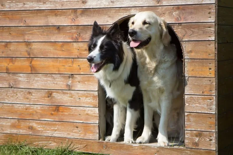 Where to Leave a Dog While on Vacation