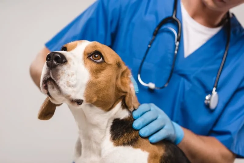 Can a vaccinated dog get rabies?