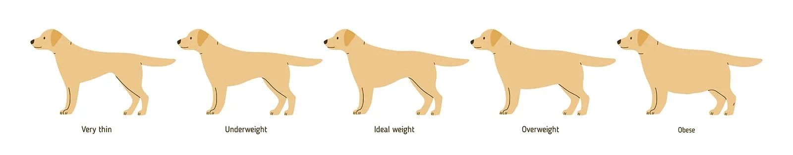 Overweight Dog Chart, Orlando Vets
