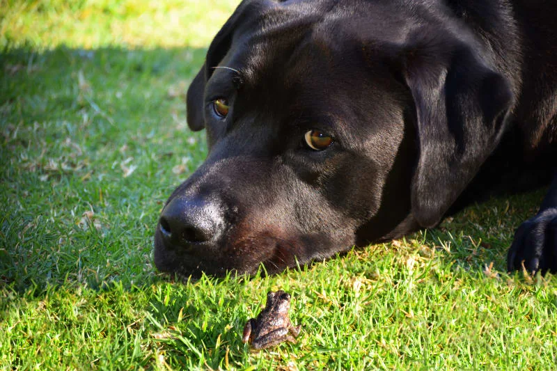 Signs of Joint Pain in Dogs: Types, Causes & Treatment