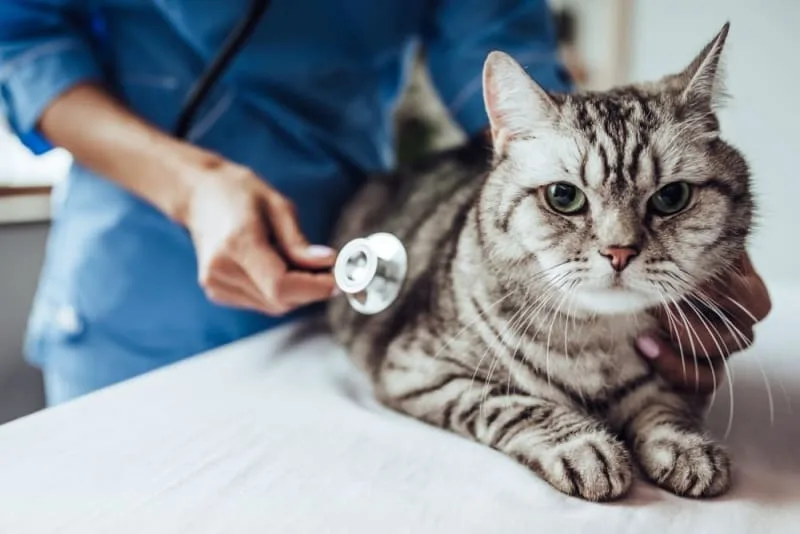 How to Tell If Your Cat is Sick: Signs & Symptoms