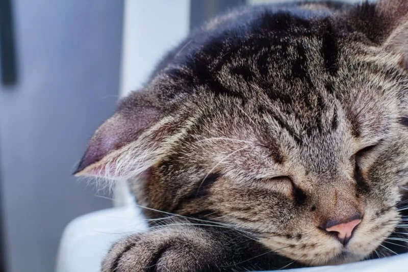 Aural Hematoma in Cat: When is Surgery Needed
