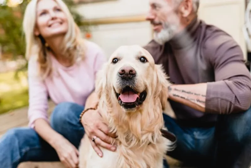 When is a dog considered a senior?