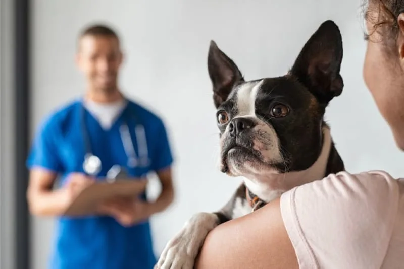 Hookworm in Dogs: Signs, Treatment & Prevention
