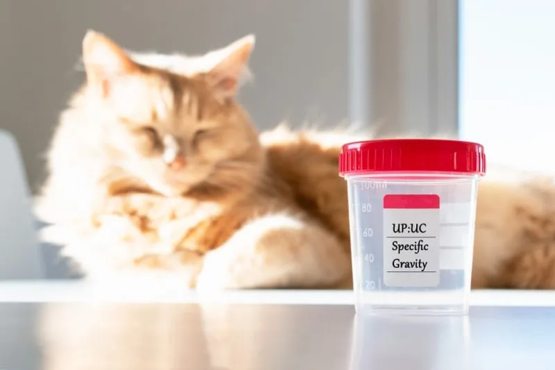 Urinalysis for Cats & Dogs