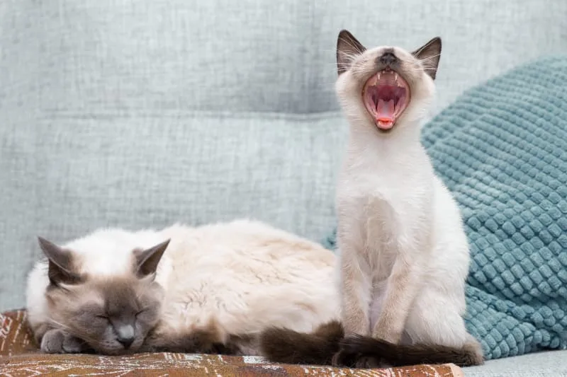 A Complete Preventive Veterinary Cat Wellness Plan