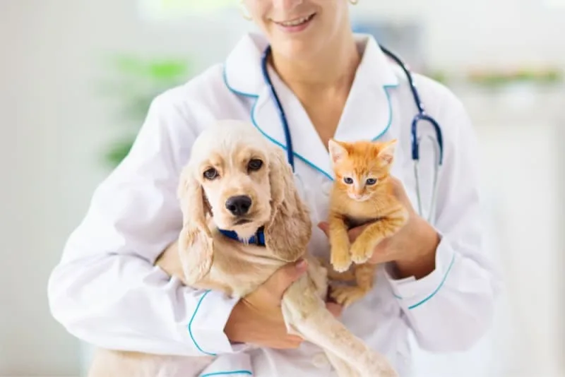 Why Routine Vet Visits Are Important