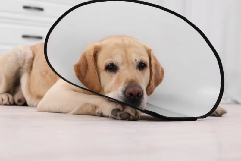 FHO Surgery in Dogs