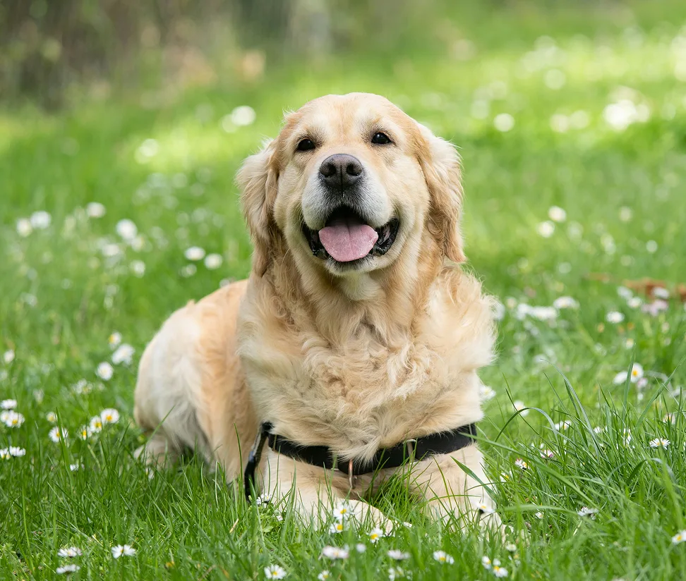 Golden retriever lying in a grassy field of daisies, tongue out