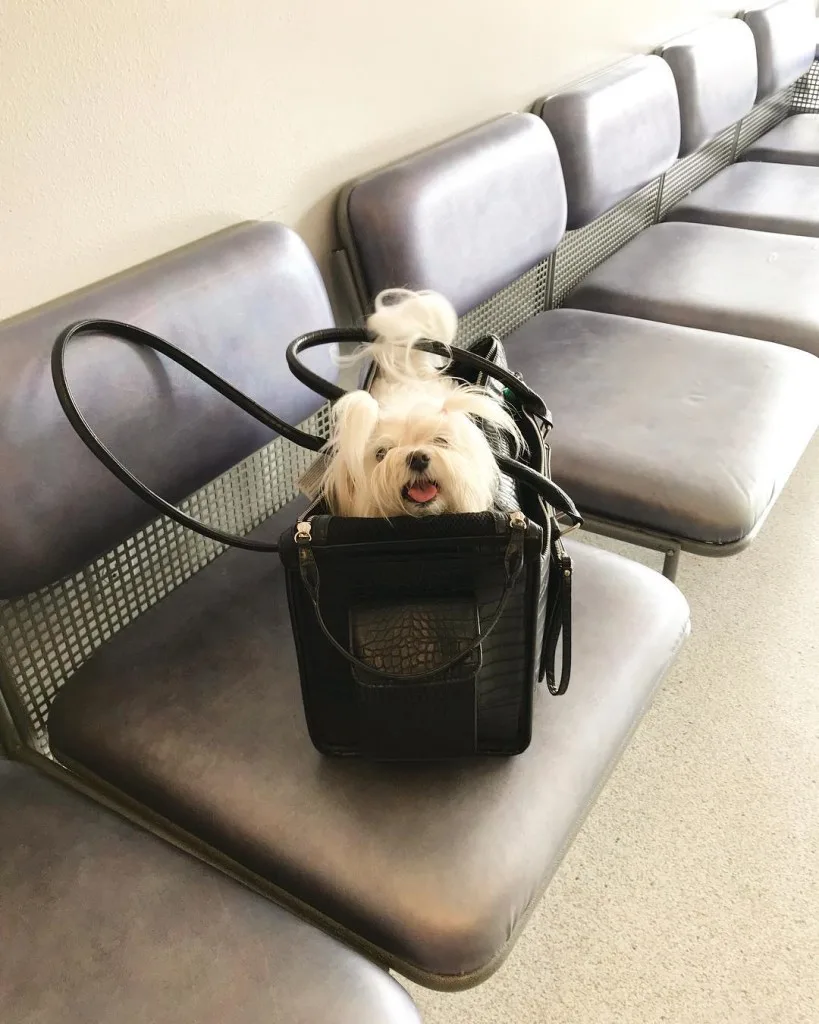 dog in bag