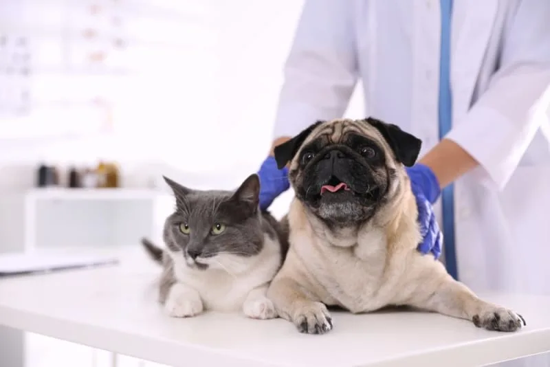 6 Benefits to Pet Wellness Plans