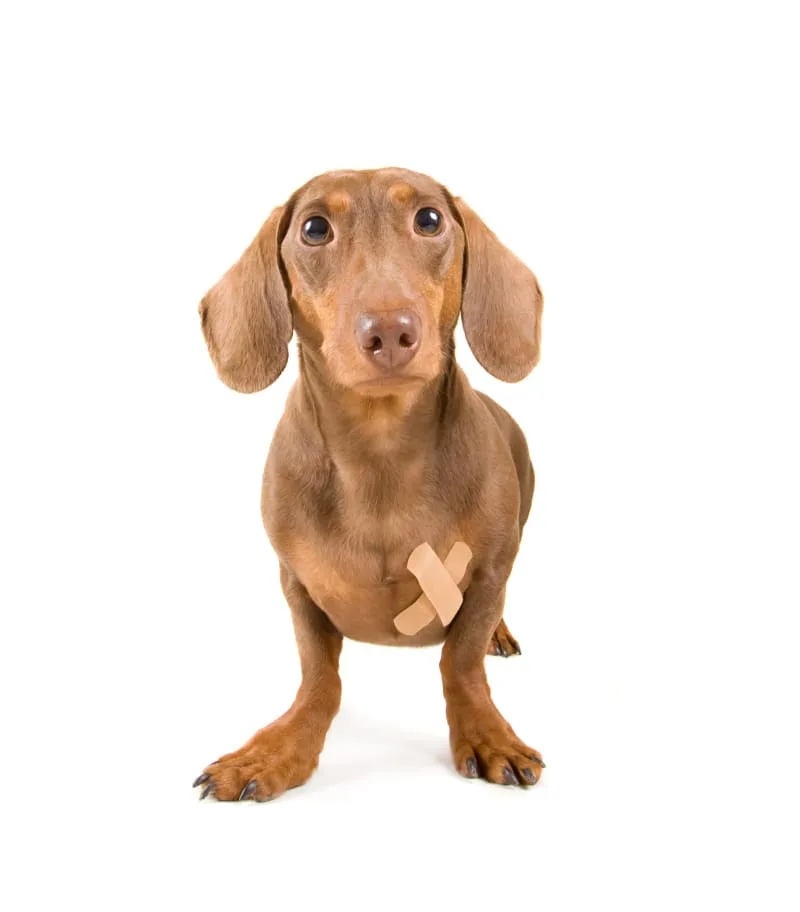 Post-Surgery Care for Your Dog: Tips to Help Recovery