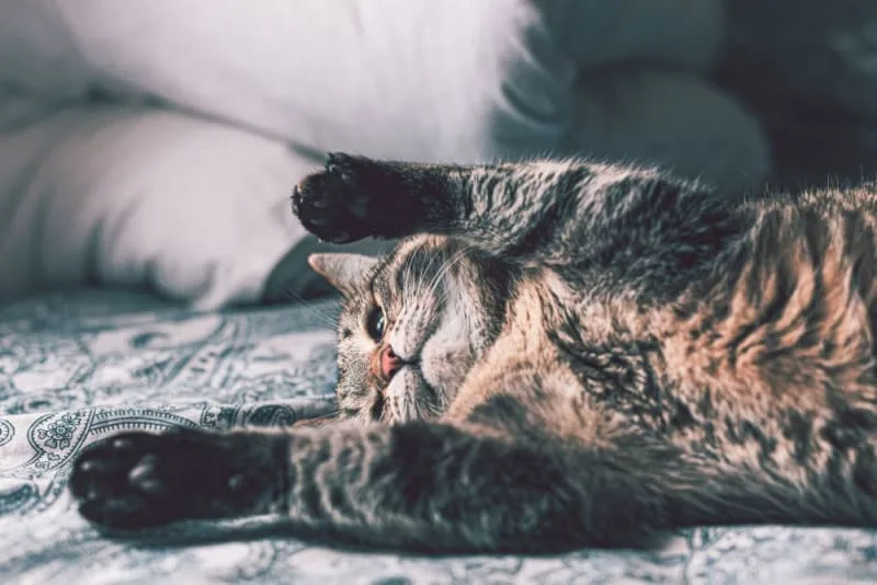 Hernia Surgery for Cats