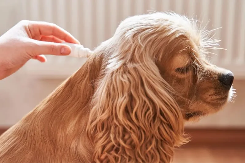 Importance of Parasite Control in Dogs