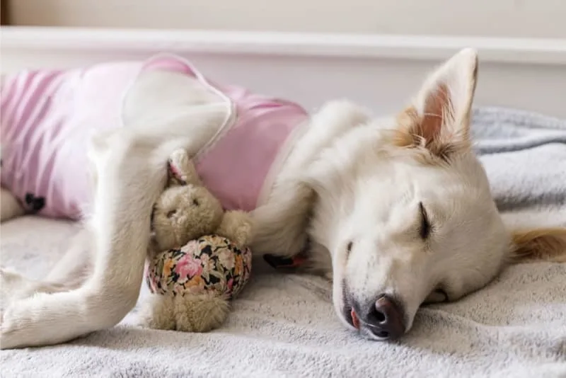 Getting Your Dog Fixed: When and What To Know