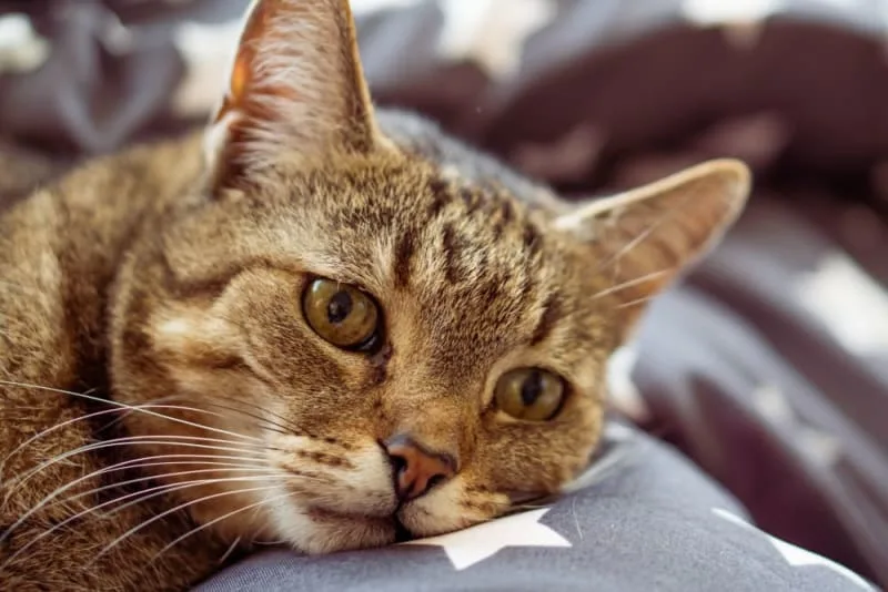 Signs of Pain in Cats & What Can Help