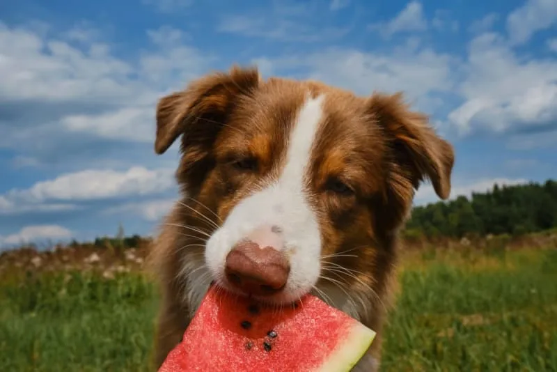 Fruits & Veggies Dogs Can and Can't Eat