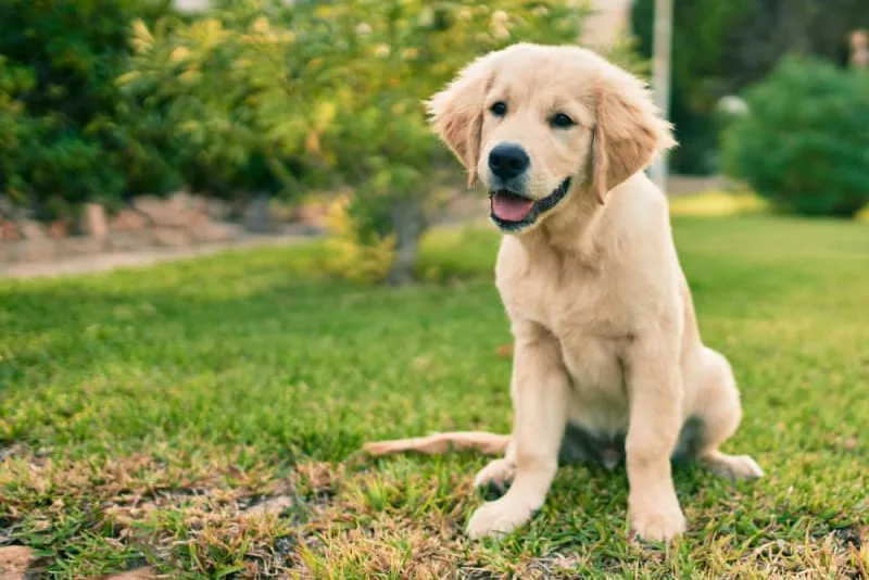 A Guide to the First Year of Raising a Puppy