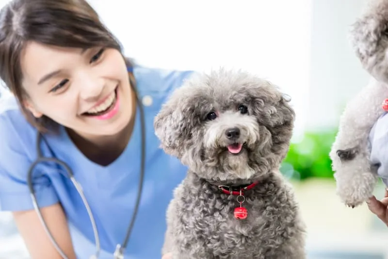 Should I Get My Dog Vaccinated?