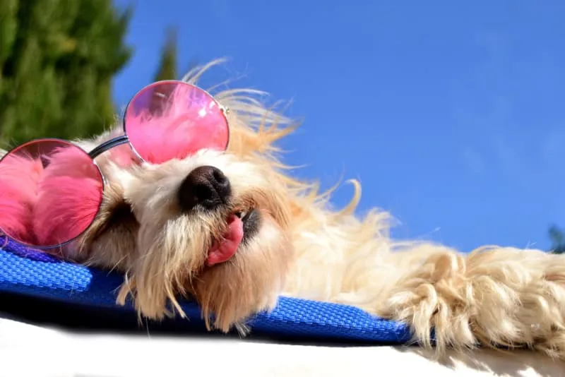Heatstroke in Dogs: Signs, Symptoms & What to Do