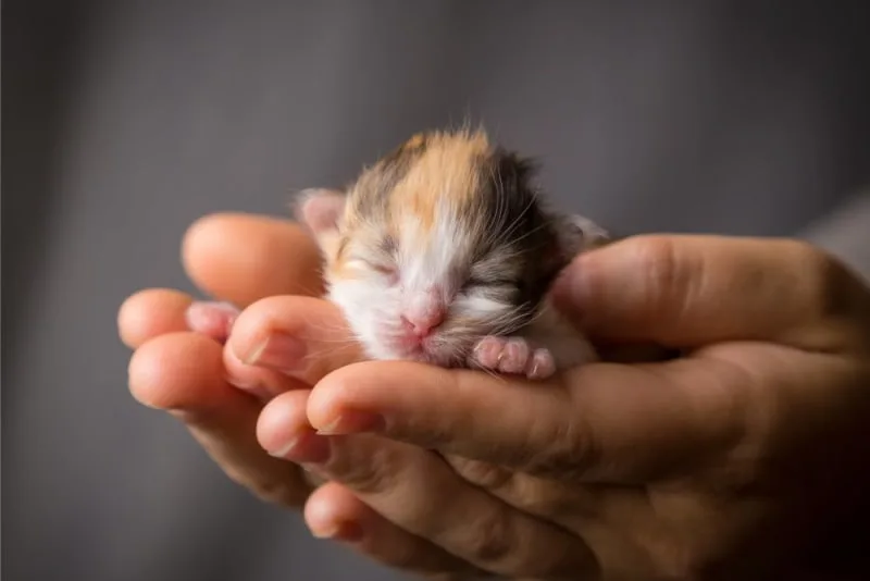 Newborn Kittens: When do kittens open their eyes?