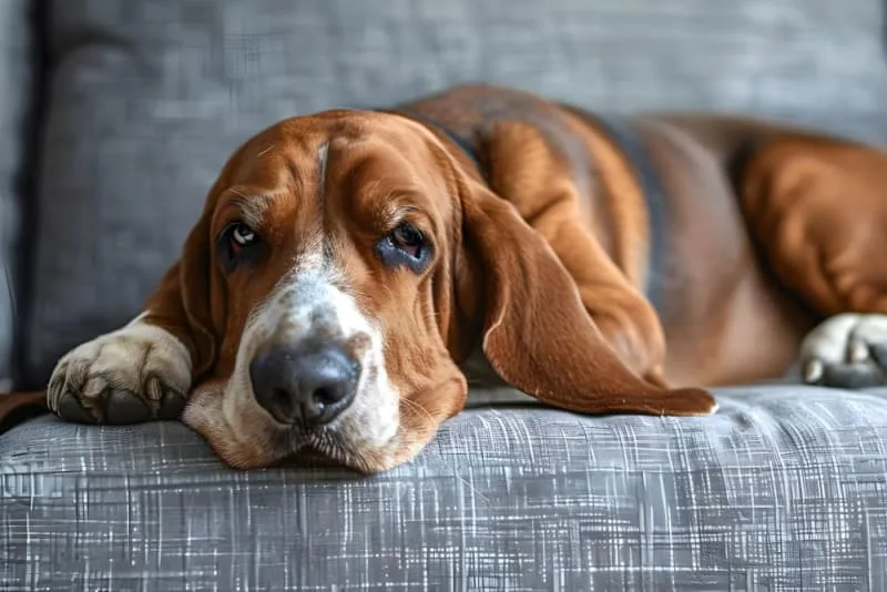 Ectropion in Dogs