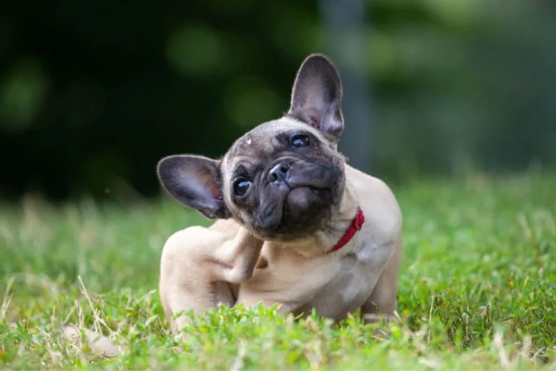 Importance of Parasite Control in Dogs