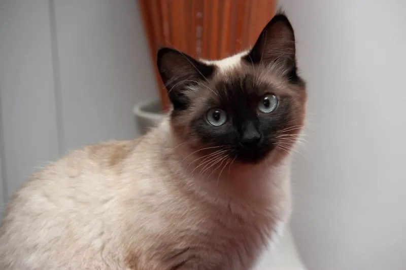 Intestinal Blockage Surgery in Cats