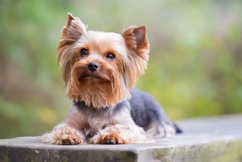 Why should I sign up for a pet wellness plan?
