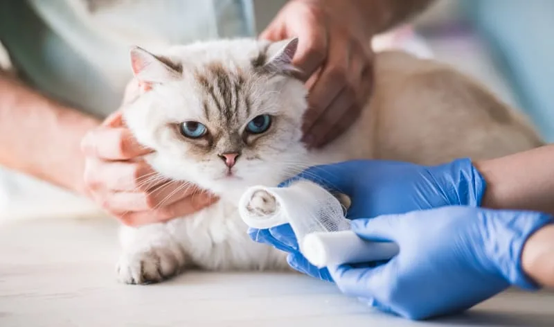 How To Care For a Wounded Cat