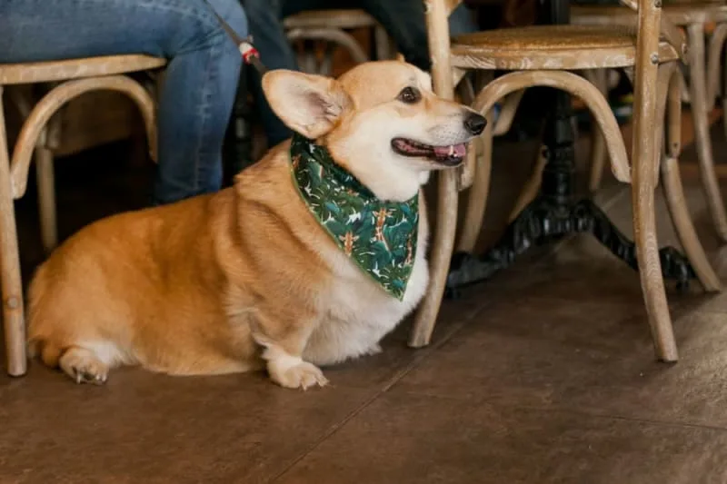 Is your dog overweight?