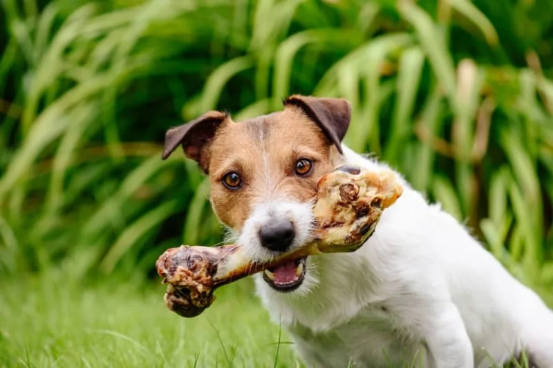 Can dogs eat bones?