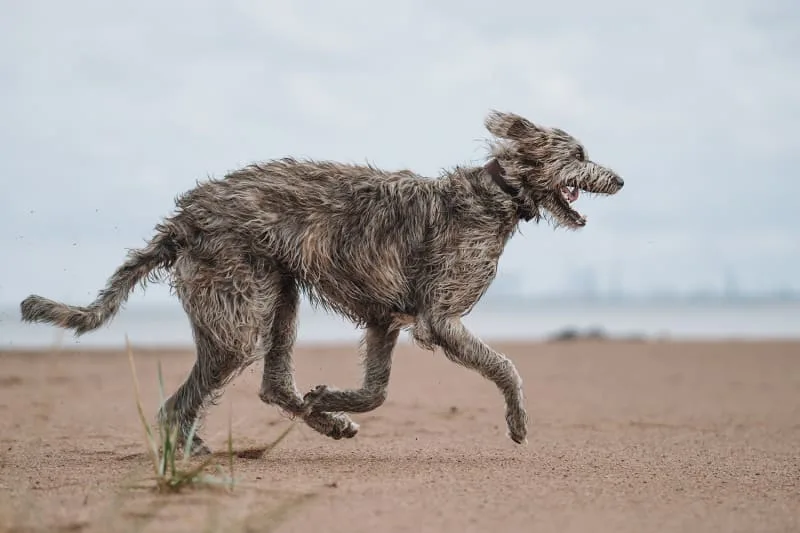 What causes sudden hind leg weakness in dogs?