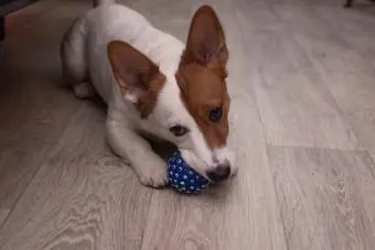 Common Dental Problems in Dogs
