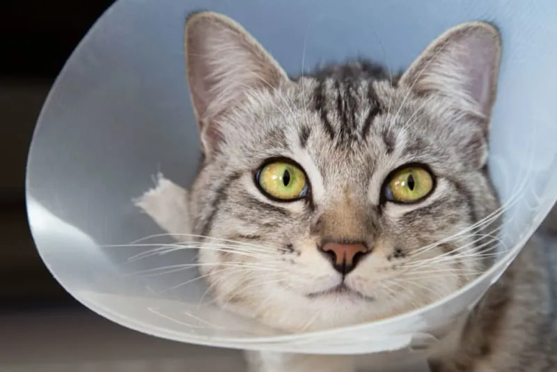 Cat Recovering From Surgery